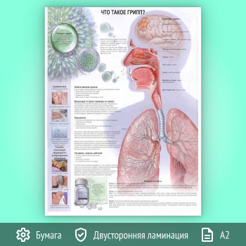 Плакат «Что такое грипп?» (ЗОЖ-41, 1 лист, А2)